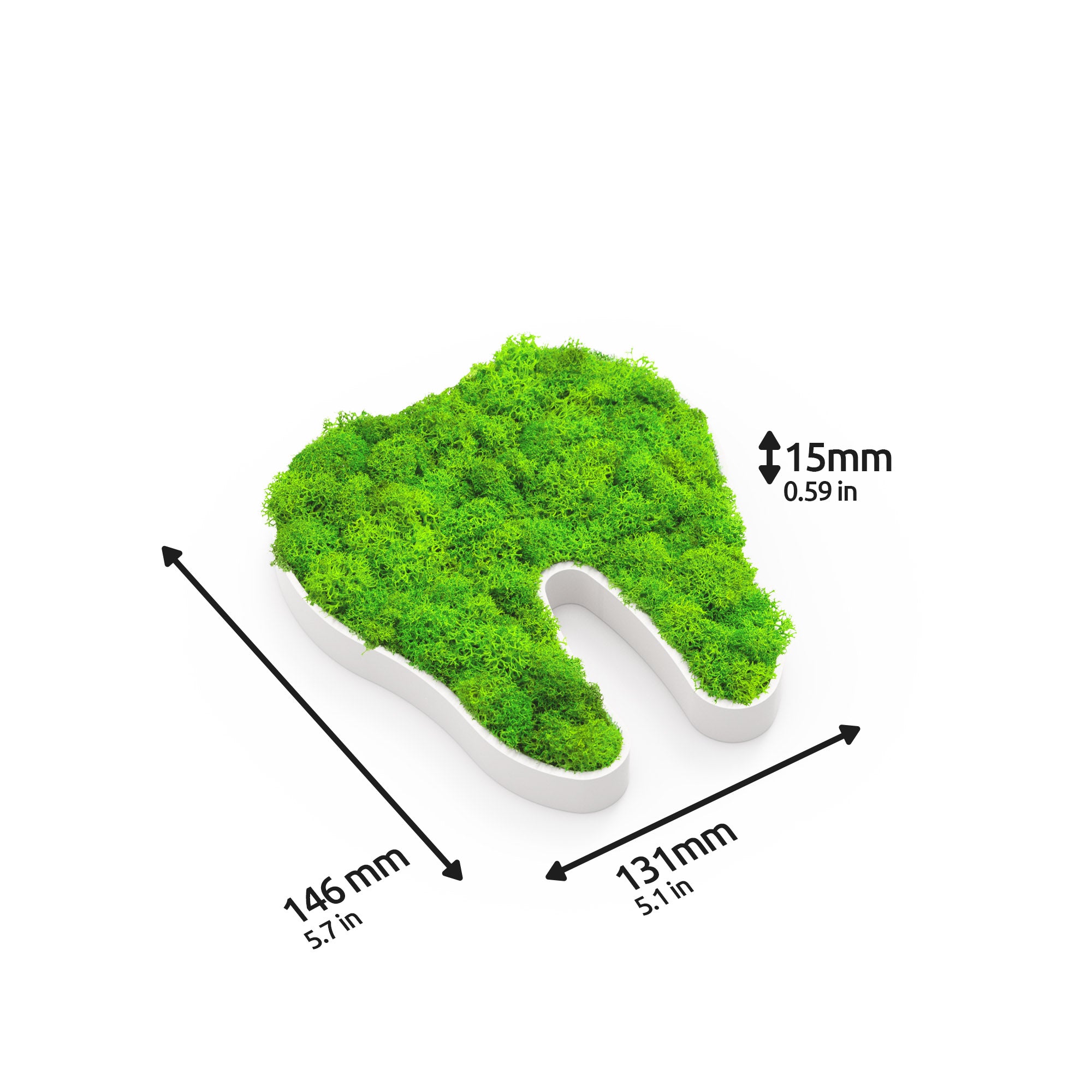 MOOSWERK Moos-Türschild Piktogramm Zahn Weiß – Perfekt für die moderne Zahnarztpraxis