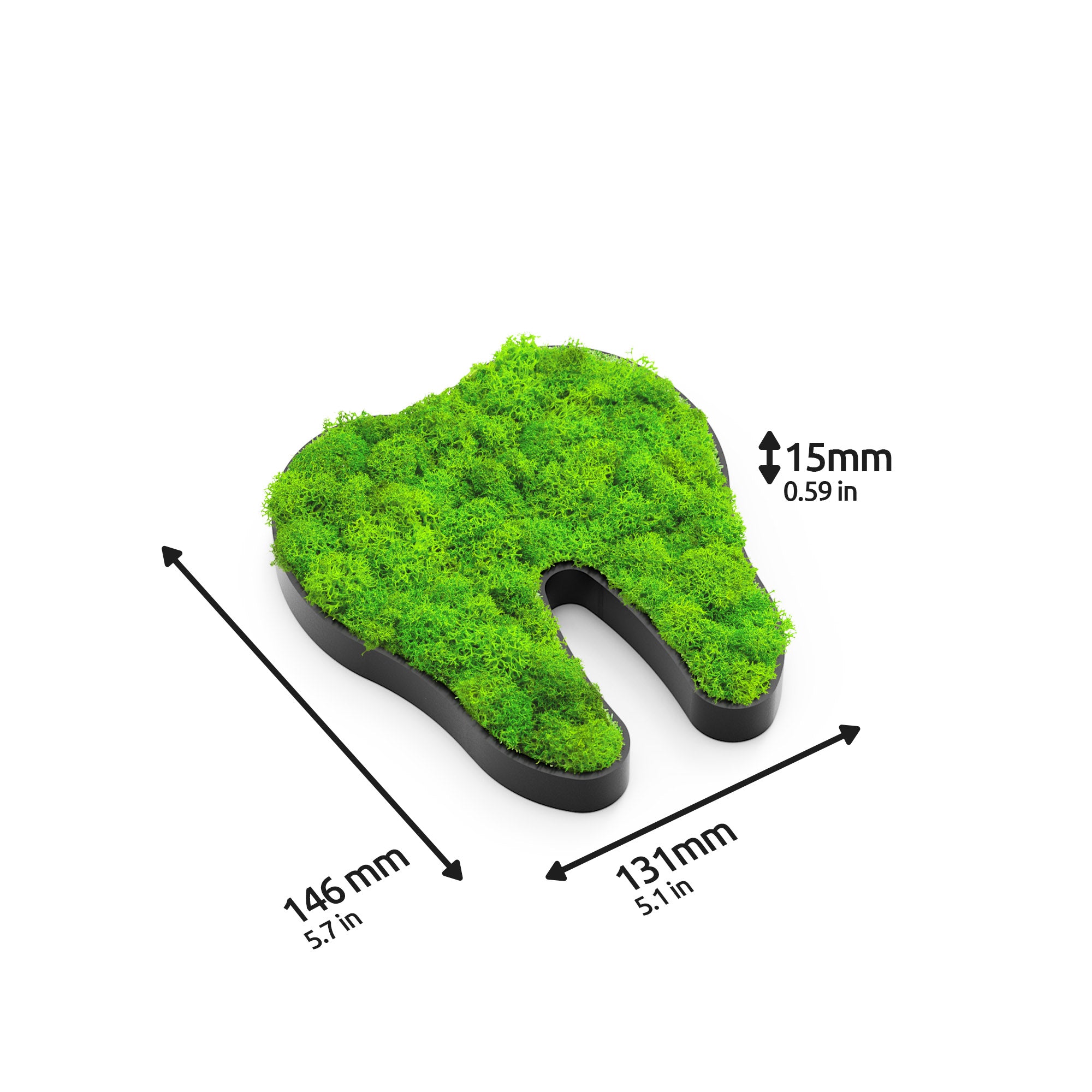 MOOSWERK Moos-Türschild Piktogramm Zahn Schwarz – Perfekt für die moderne Zahnarztpraxis